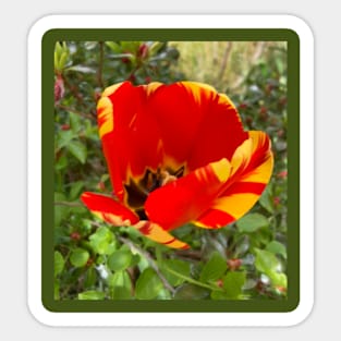 Beautiful Red and Yellow Tulip Sticker